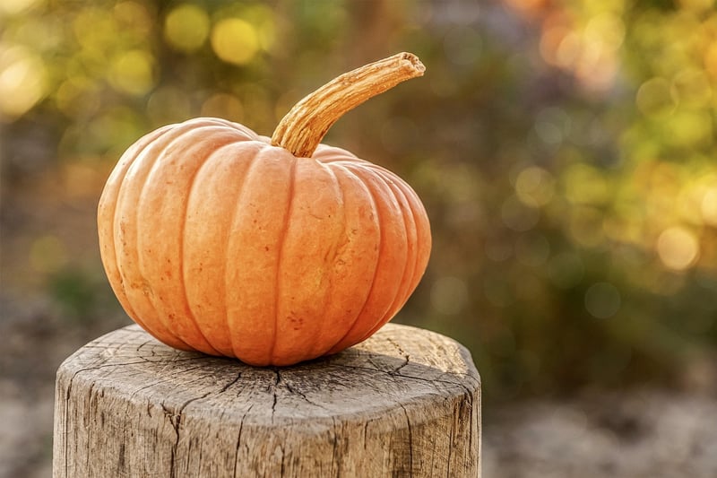 Fall Harvest Recipes